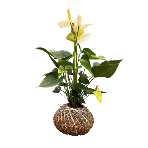 Anthurium Blanc K-009