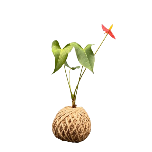 Anthurium Rouge — K-005