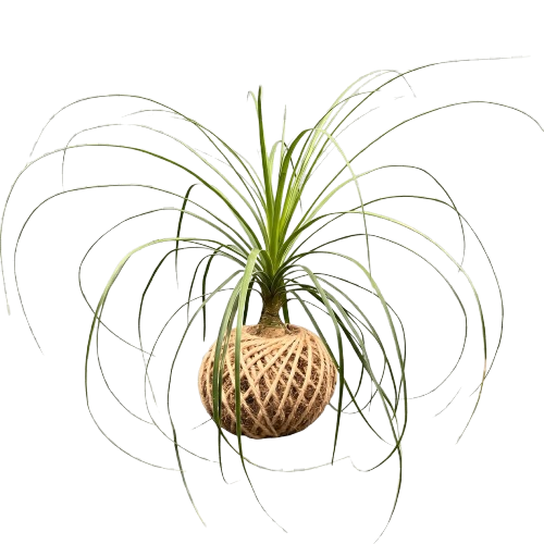 Beaucarnea