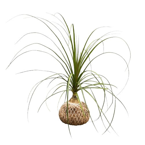 Beaucarnea — K-002