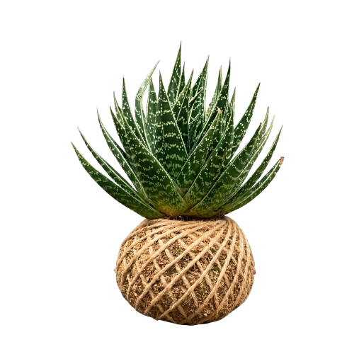 Gasteria — K-001