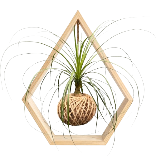 Beaucarnea installé dans un Kaz Diamant