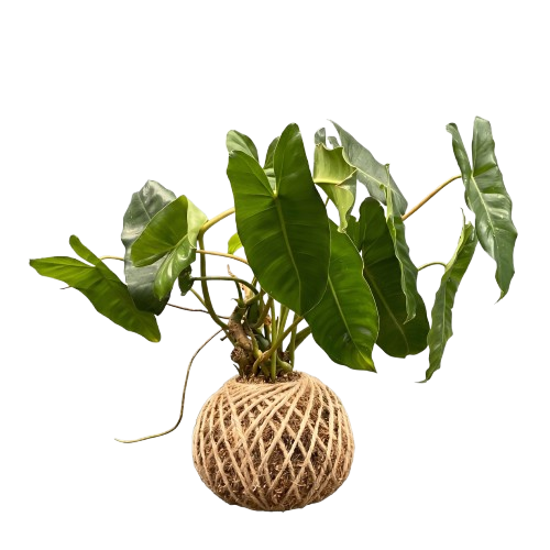 Philodendron — K-003